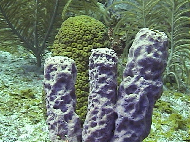 Foto: Esponjas Cayo Bolívar, Reserva de Biosfera Seaflower, Colombia.  Fotógrafo: Juan Camilo Martinez Vanzella 2002.