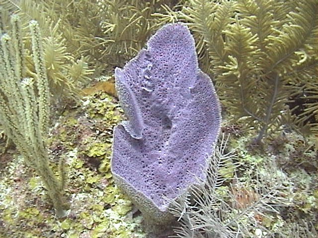 Foto: Esponjas Cayo Albuquerque, Reserva de Biosfera Seaflower, Colombia.  Fotografo Juan Camilo Martinez, 2002.