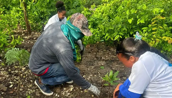 Seguimos repoblando con manglares en zonas cercadas a Old Point